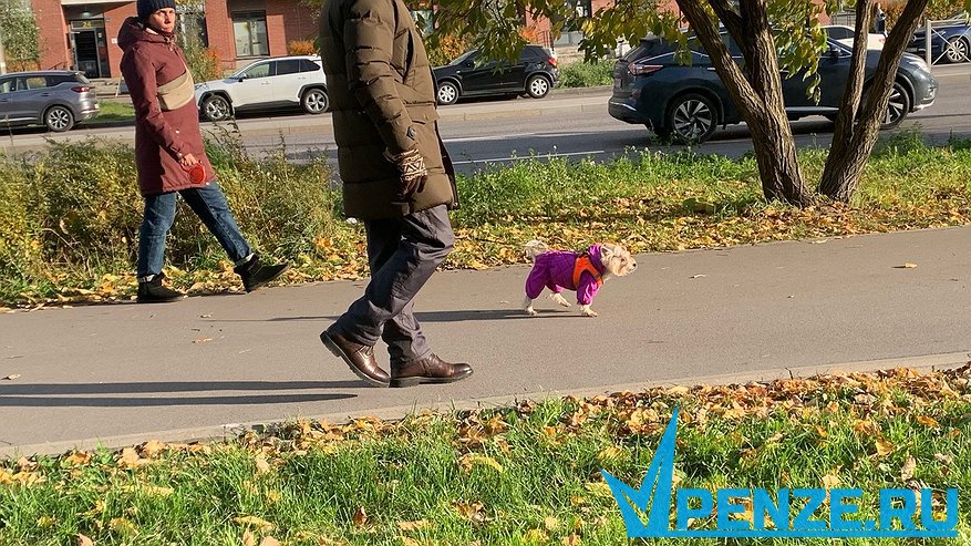 Главная картинка новости: В Вадинске стартовали работы по благоустройству парковой зоны