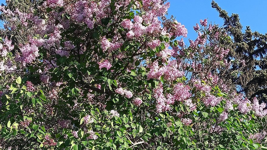 Главная картинка новости: Сирень в полном пролёте: этот кустарник радует цветением с лета до зимы и превращает сад в пушистое облачко круглый год