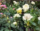 Нашла отличную замену розам - дивный многолетник для ленивых: идеален для северных регионов