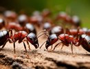 Насыпаю крупу в бутылку — и муравьи не успевают пощады попросить: сами уничтожат муравейник «в пыль»