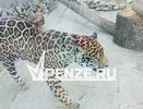 Пензенский зоопарк покинул ягуар Азар