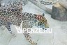 Миниатюра новости: Пензенский зоопарк покинул ягуар Азар