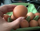 Увидела как подруга варит яйца и обомлела: оказывается я до сих пор яйца варила неправильно - рассказываю, как надо
