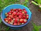 Клубнике во время цветения - обязательно: 3 подкормки для крупных сахарных ягод, которые помогут получить богатый урожай