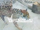 Пензенский ягуар прибыл в Нижегородский зоопарк