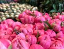 Для буйного цветения пионам — обязательно: 3 л. под куст — и большие шапки попрут без остановки, вырастут до 50 см