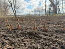 Одна миска крупы вместо целой тачки навоза: раскидываем по всему участку - в мае земля станет легче и приятнее шелка