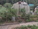Сорняки сразу завянут: разведите 1 стакан копеечного средства на ведро и полейте вечером - утром не узнаете свой огород