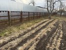 "Сажаю между рядами картошки и получаю в два раза больше урожая": рабочая схема для дачников