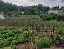 Рассыпала возле смородины и ахнула — тля за 1 день «сдристнула» с цветущего куста — помогает хлеще ядрёной «химии»