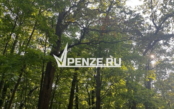 От нападения клещей в 2025 году пострадали 287 юных пензенцев