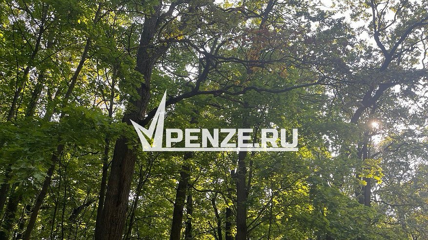 Главная картинка новости: От нападения клещей в 2025 году пострадали 287 юных пензенцев