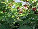 В мае малине нужен «как кислород»: кидаю горстку под корни — летом кусты будут зассыпаны обильным урожаем сладких ягод