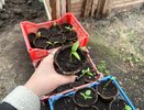 Всегда даю соду томатам с 1 июня - урожай попрет как танк: по 11-13 кг плодов с каждого кустика