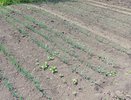 «Пшикаю» на садовые дорожки — и  уничтодаю все сорняки: за одни сутки засыхают даже пырей и одуванчик