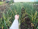 Рассыпала на грядку в июне — луковой мухи нет все лето: на луке ни единого желтого перышка за сезон