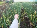 С 3 по 10 июня чесноку — необходимо: разводим 20 гр. в воде — и головки вырастут размером с кулак, сочными и ядреным