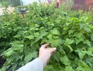 Не средство, а «капкан» для тли — пшикаю на смородину и диву даюсь — тля «загибается» на глазах, ловушка работает на все 100%