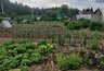 Миниатюра новости: Рапыляю на смородину — все лето от тли бед не знаю: гора крупных сладких ягод обеспечена на всё лето и никакой "химии"