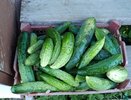 В Китае подкармливают огурцы "для себя", а не для продажи только этой подкормкой. Повторил и теперь один вопрос - куда деть столько урожая