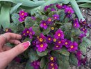 Цветочная красавица, неустанно цветущая с мая по октябрь: великолепный многолетник все лето радует пышными алыми цветами