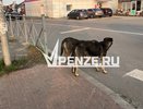 Жуткий случай на ул. Ангарской. Бойцовская собака чуть не загрызла трехлетнего мальчика