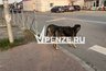 Миниатюра новости: Жуткий случай на ул. Ангарской. Бойцовская собака чуть не загрызла трехлетнего мальчика