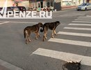 Родителям школьника, искусанного стаей собак на Экспериментальной, выплатили компенсацию морального вреда