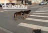Миниатюра новости: Родителям школьника, искусанного стаей собак на Экспериментальной, выплатили компенсацию морального вреда