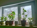 Крошу в воду для гераней копеечную мощную таблетку: кустятся и цветут шапками: красиво как никогда