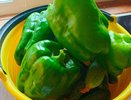 Перцы после высадки из теплицы поливаю этим настоем: урожая настолько много, что лечо варю и на соседей