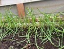 Перья лука и чеснока выхаживаю от пожелтения за 1 прием — зеленеют через 2 дня: нужно знать всего одну хитрость