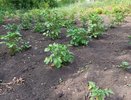 Зацвел картофель — сыплю под корень обязательно: с 20 кустов урожая хватает на всю зиму