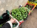 Развожу 1 ложку на 10 л воды для всех огурцов - подкармливаю раз в неделю: от урожая отбоя нет. снимаю по 10 кг с куста