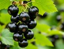 Рассыпаю возле смородины и ахнула — тля за 1 день исчезла с цветущего куста — помогает лучше ядрёной "химии"