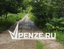 На территории «Пензенской Швейцарии» растет опасный борщевик