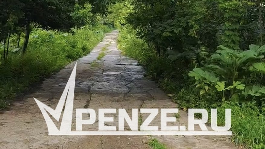 Главная картинка новости: На территории «Пензенской Швейцарии» растет опасный борщевик