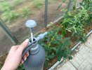 Сорняки завянут разом: разведите стакан на ведро и полейте вечером — не узнаете свой огород