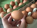 Ученые сказали, сколько яиц надо съедать каждый день, чтобы защитить сердце, мозг и печень от недугов
