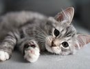 «Точка Добра» -  когда любовь становится общим делом