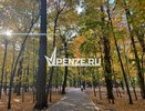 В Пензенской области благополучно завершились поиски 94-летней пенсионерки, заблудившейся в лесу