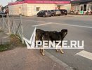 По факту нападения собаки на пожилую женщину в микрорайоне Арбеково будет возбуждено уголовное дело