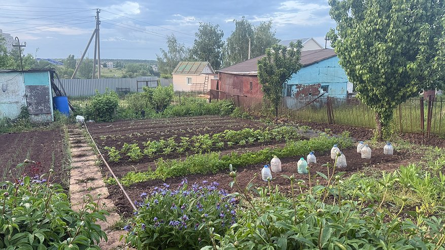 Главная картинка новости: Земля после чеснока и лука будет плодородная, как после КАМАЗа навоза: вот что нужно раскидать по грядкам после 15 августа - хитрость опытных дачников