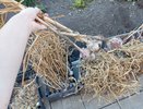Не на улице и не в пакете: сушу лук, соблюдая 3 дедовских правила  — и 10 лет подряд гнили не было. Урожай цел, как в первый день.