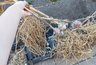 Миниатюра новости: Не на улице и не в пакете: сушу лук, соблюдая 3 дедовских правила  — и 10 лет подряд гнили не было. Урожай цел, как в первый день.