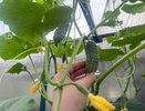 Даю этот копеечный раствор огурцам и помидорам в середине августа и плодов нарастает немерено. Собираю урожай до заморозков