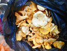 Эти привычки при обработке грибов убивают витамины и вредят вашему здоровью — запомните раз и навсегда