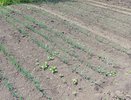 Готовлю грядку в августе — и чеснок потом с кулак! Делюсь графиком посадок на 2025 год, чтобы весной радоваться урожаю