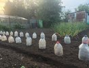 Агроном Ганичкина раскрыла, как и чем обработать грядки после сбора урожая — на следующий год с каждой грядки — вдвое больше