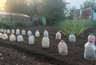 Миниатюра новости: Агроном Ганичкина раскрыла, как и чем обработать грядки после сбора урожая — на следующий год с каждой грядки — вдвое больше